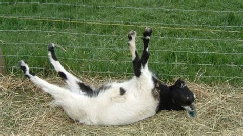 Funny Goats Fainting And Screams Try Not To Laugh 1 Youtube