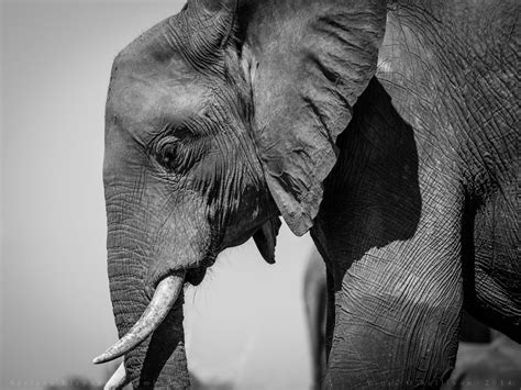 African Elephant Zimbabwe Vince Osullivan Flickr
