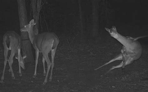 Ghost Attacking Deer Caught On Camera Spooky Nwa