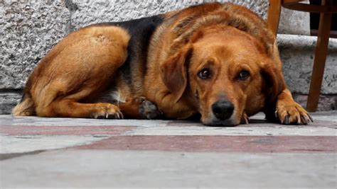 Lonely Sad Dog Lying In The Street Stock Footage Video 863245