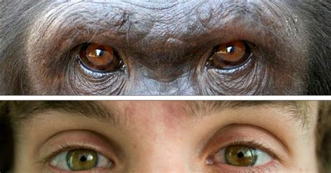 Did Evolution Make Our Eyes Stand Out