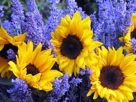 Make a friend's, family member's or lover's day by sending them a fresh dozen yellow in arrangements of assorted flowers, the colors shown online will be used if at all possible, even if this means substituting other kinds of flowers of. Flower Lessons from the Color Wheel - My Video & a Sunset ...