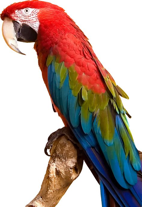 Macaw Png Pic Png Mart