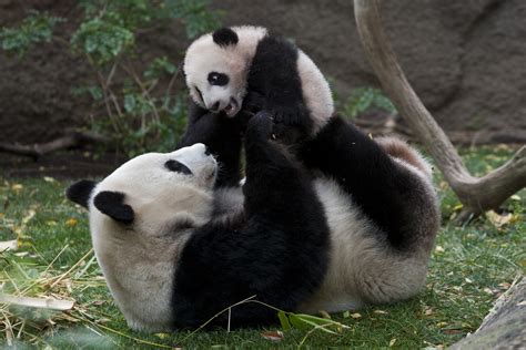 Al Treilea Urs Panda Născut La Grădina Zoologică Din Viena