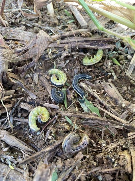 Fall Armyworms March On In The Mountains Nc State Extension