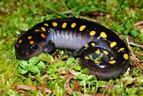 Spotted Salamander Virginia Dwr