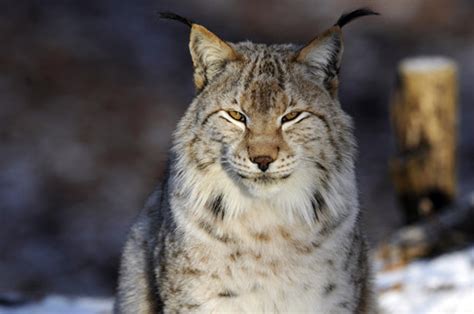 Escaped Lynx From Borth Wild Animal Kingdom Could Be Shot