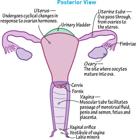 Gross Anatomy Glossary Female Reproductive Tract Anatomy Draw It