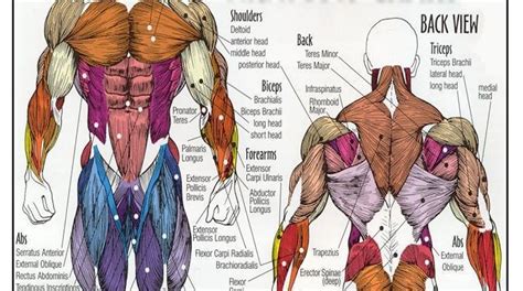Muscle Names In The Human Body Diagram Of Body Muscles And Names