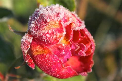 Frosty Rose 1 Rose Flowers Plants