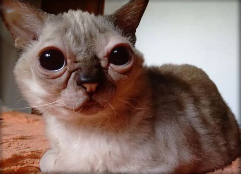 Do these animals truly have down syndrome? Pin on Genetic Syndromes