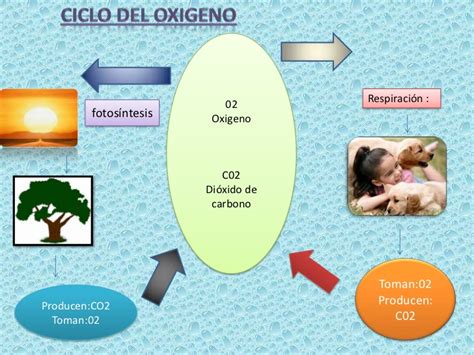 Los Ciclos Biogeoquímicos Escuelapedia Recursos