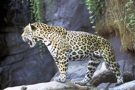 Imagen Gratis Jaguar Animal Panthera Onca