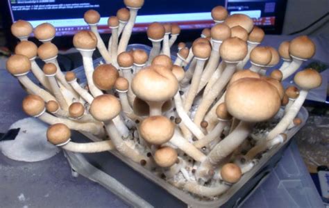 Magic Mushrooms Grow Kits 4 Easy Steps To Growing Magic Mushrooms
