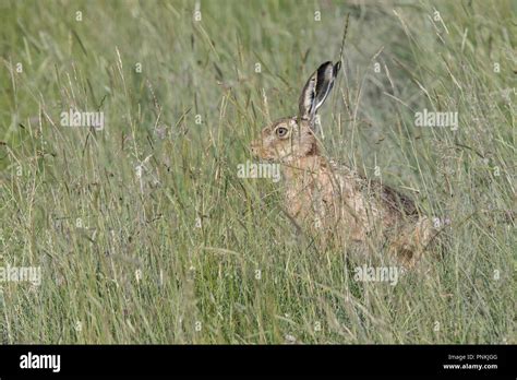 R For Rabbit Stock Photos And R For Rabbit Stock Images Alamy