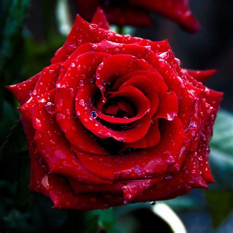 Red Rose Macro Shoot Ipad Air Wallpapers Free Download