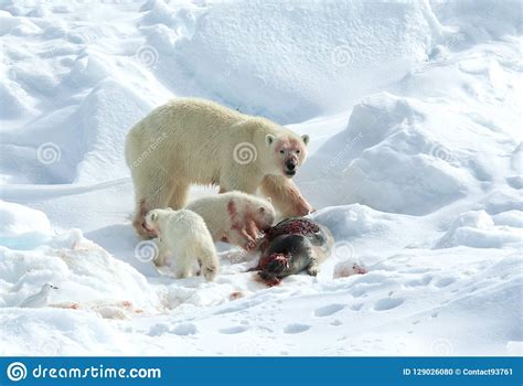 Ijsbeer Polar Bear Ursus Maritimus Stock Photo Image Of Cubs List