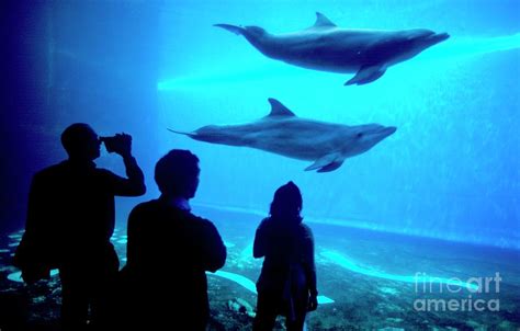 Dolphins In Aquarium Photograph By Chris Sattlbergerscience Photo