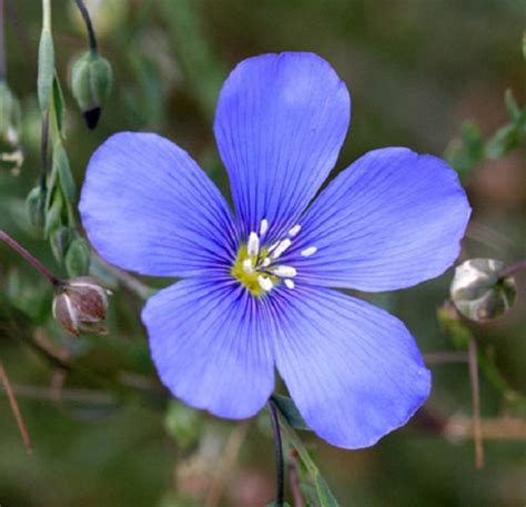 Blue Flax Flower Seeds Linum Rubrum Perennial 75 Etsy