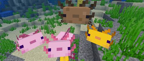 Minecraft Axolotls Apex Hosting