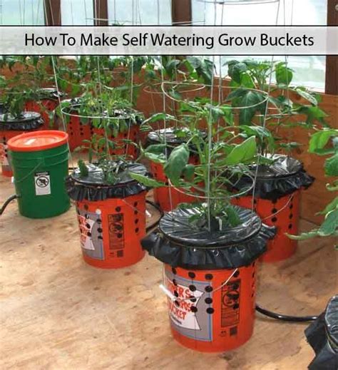 Diy Self Watering Alaska Grow Buckets Update Plants