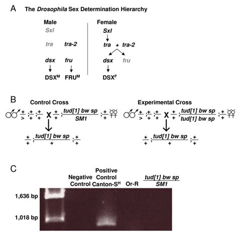 Drosophila Sex Determination Hierarchy And The Tudor Mutation A The