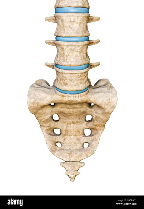 Anterior Or Front View Of Human Sacrum And Lumbar Vertebrae Isolated On