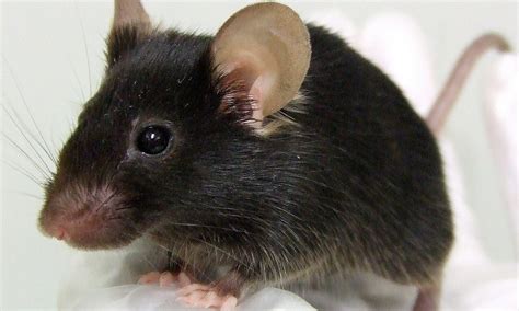 Rat is used to remotely connect and manage single or multiple computers. Computer chip restores brain function in a rat... but ...