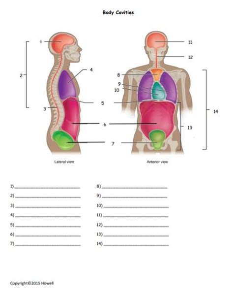 Body Cavities Quiz Or Worksheet Medical Terminology Study Basic