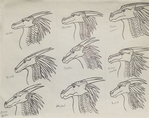 Wings Of Fire Icewing Character Studies By Iron Zing On Deviantart