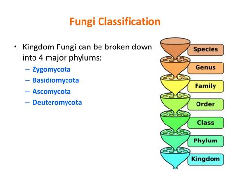 Ppt Kingdom Fungi Powerpoint Presentation Free Download Id2373000
