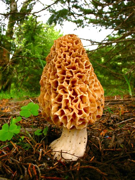 Wild About Mushrooms Local Mushroom Hunters Anticipate Their Favorite