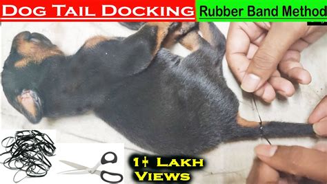 Doberman Puppies Tail Docking By Rubber Band Method Useful