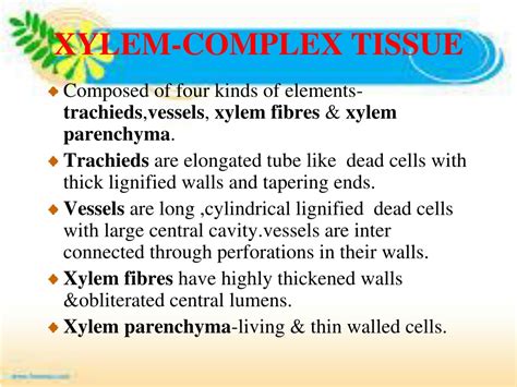 Describe The Structures And Functions Of Xylem Tissue Qs