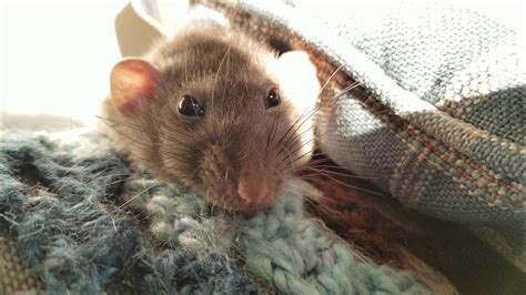 Rat Boggles The Equivalent Of Purring Pet Rat Boggling And Bruxing