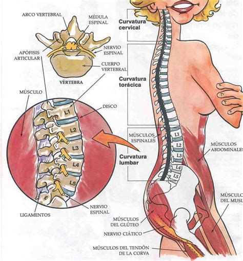 Img 0021 Josealpantoja Com L5 S1 Spinal Cord Lumbar