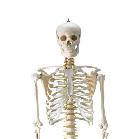 Life Size Human Skeleton Model Order Online