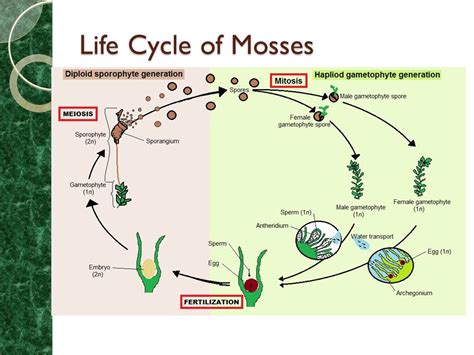 Diagram Of Mosses Showing Life Cycle Biology Plant Ki