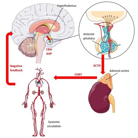 The Hypothalamic Pituitary Adrenal Axis Stress Perception In The Brain