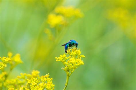 幸せの青い蜂 by torijee （ID：9762853） - 写真共有サイト:PHOTOHITO