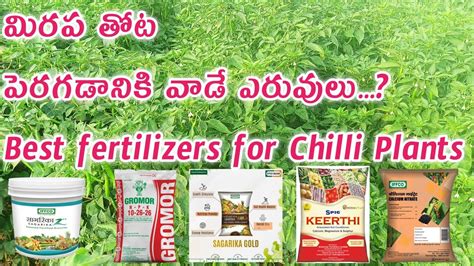 Best Fertilizer For Chilli Cultivation In Telugu Chilli Plant Growing