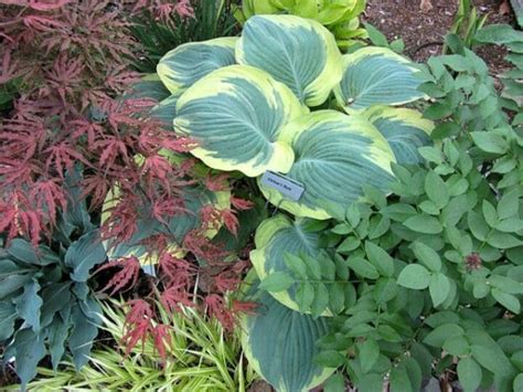 Orions Belt Hosta Pahls Market Apple Valley Mn