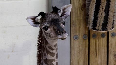Baby Giraffe Born At Disneys Animal Kingdom Walt Disney World News