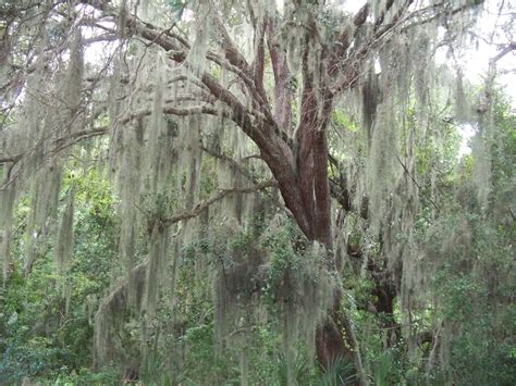 Spanish Moss Covered Tree Tree My Pictures Spanish Moss