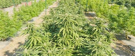 10 highest cbd cannabis strains of 2017 so far allbud