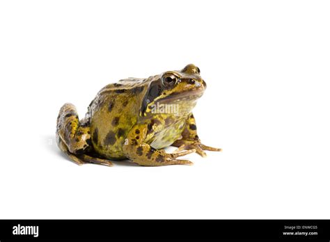European Common Frog Rana Temporaria On White Background Stock Photo
