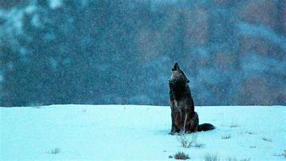 Wolf Howling Geo Nat Bing National Geographic