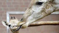 Rare Spotless Giraffe Born at Brights Zoo in Tennessee - Men's Journal