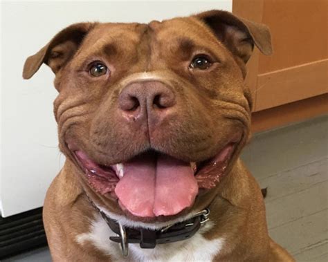 Smiling Pitbull Puppies