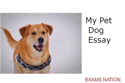 My Pet Dog Essay 10 Lines Examsnation